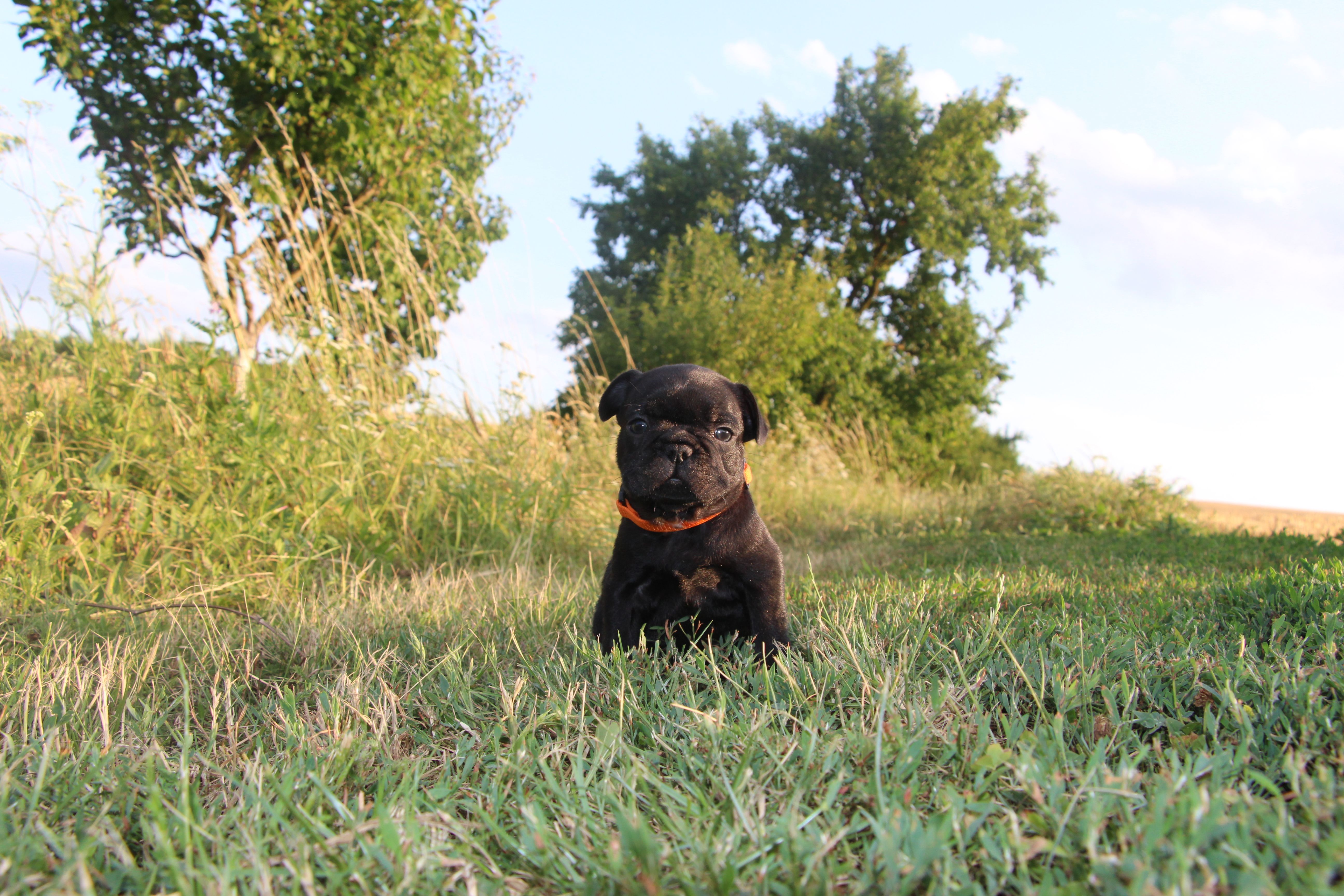  <svg class='orange'></svg> <b>Ma Cherry Melody</b> <svg class='orange'></svg>